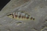 Altolamprologus compressiseps