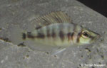 Altolamprologus compressiceps