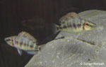 Altolamprologus compressiceps