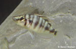 Altolamprologus compressiceps