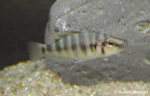 Altolamprologus compressiceps