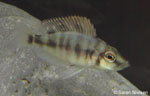 Altolamprologus compressiceps