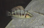 Altolamprologus compressiceps