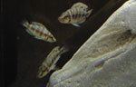 Altolamprologus compressiceps