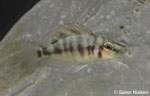 Altolamprologus compressiceps