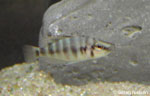 Altolamprologus compressiceps