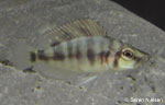 Altolamprologus compressiceps