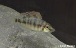 Altolamprologus compressiceps