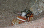 Neolamprologus multifasciatus