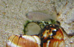 Neolamprologus multifasciatus