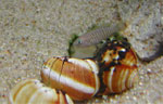 Neolamprologus multifasciatus