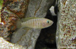 Neolamprologus multifasciatus