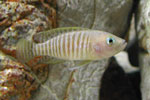 fisk forside
