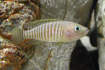 Neolamprologus multifasciatus